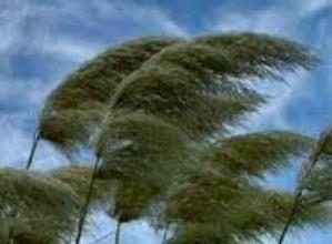 How to See Kingdom Increase – Let the Wind Blow! by Steve Crosby Kingdom Increase