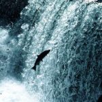 Swimming upstream