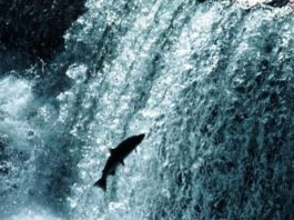Swimming upstream