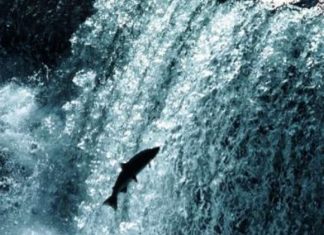 Swimming upstream