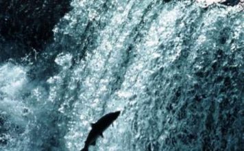 Swimming Upstream ain’t Easy, but Don’t Stop Now! by Don Nori Swimming upstream