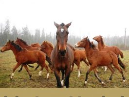 Prophetic Leadership