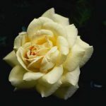 Painting Masterpieces