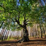 Rooted & Grounded in 21st Century